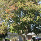 Trident maple- Cambridge Tree Trust